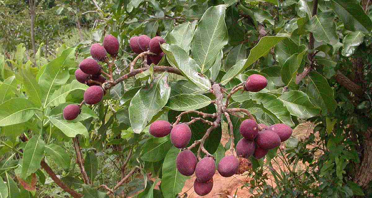 Abajuru