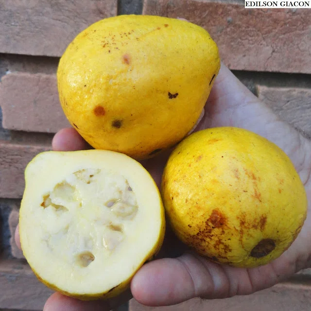 Goiabão