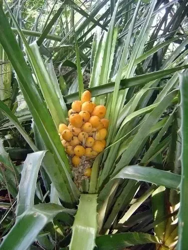 Gravatá