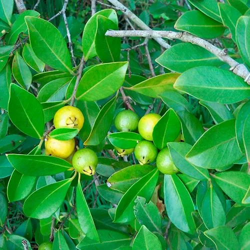 Araçá-Amarelo